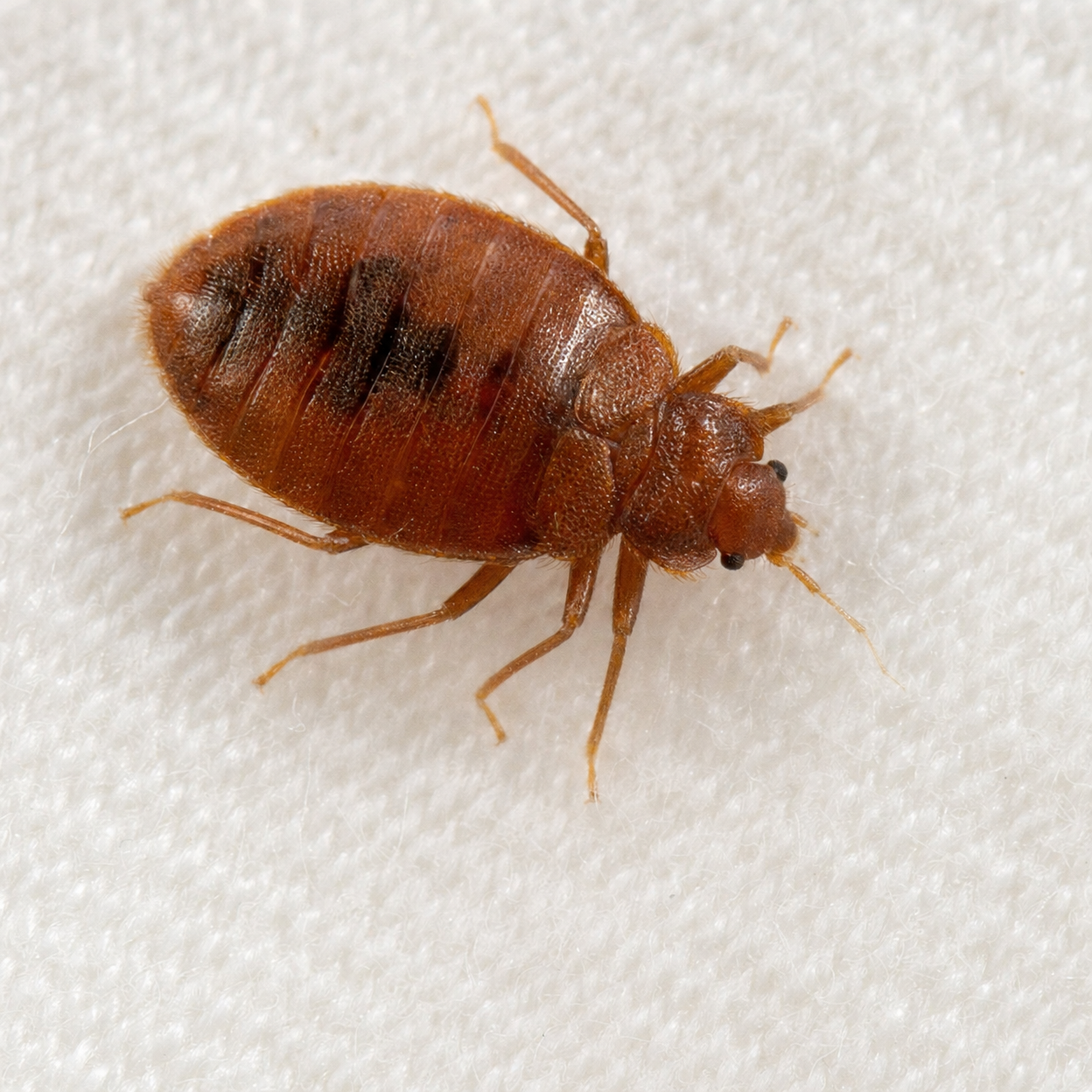 Bed Bug Control